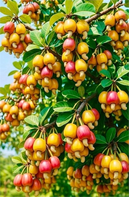 Анакардиум западный (кешью) съедобный, декоративный, быстрорастущий, комнатный 4054