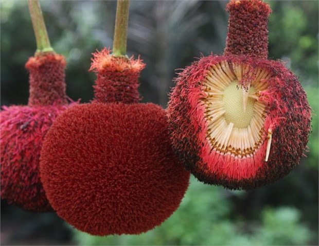 Паркия биглобоза, декоративное дерево, медонос, ценная древесина 4056