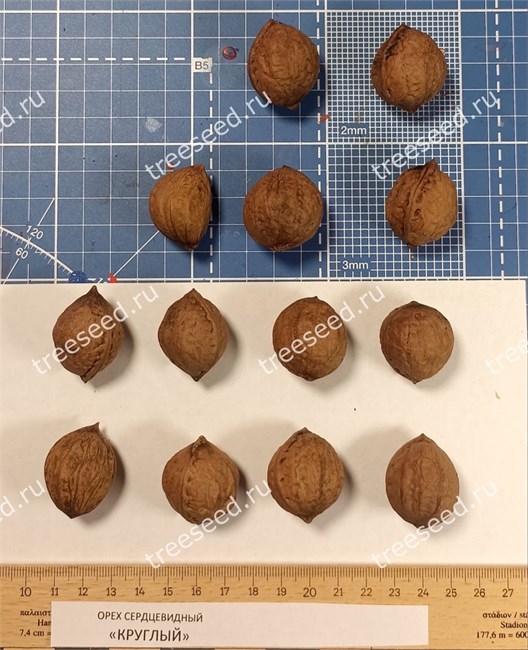 Орех сердцевидный круглый, морозостойкий, съедобный 4070