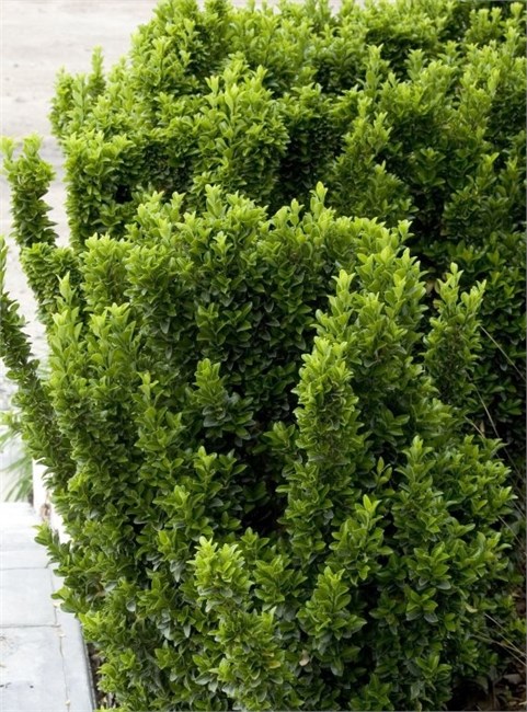 Бересклет японский, вечнозелёный, декоративный кустарник, для живых изгородей, устойчивый к городским условиям 4071