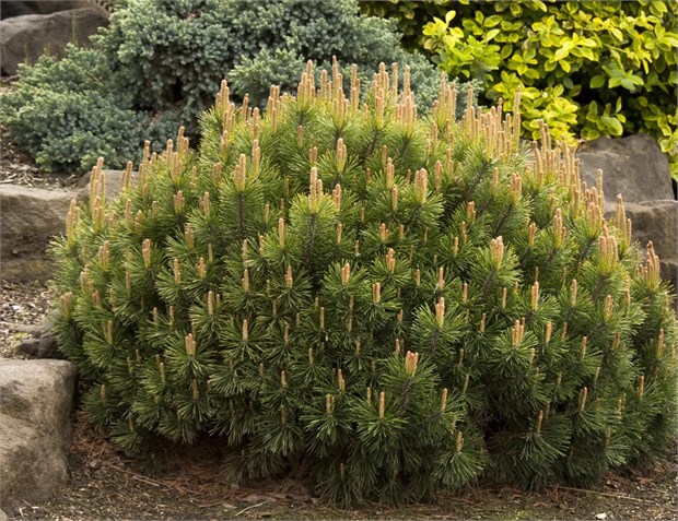 Сосна горная Носатая (Рострата), морозостойкая, декоративная,  компактная, бонсай 3752