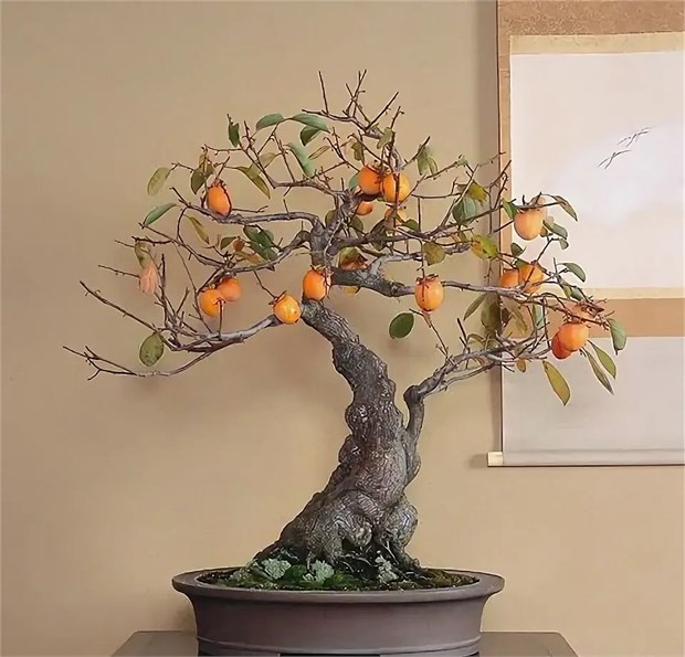 Хурма Восточная, морозостойкая, съедобная, декоративная, медонос, бонсай, подвой 4078