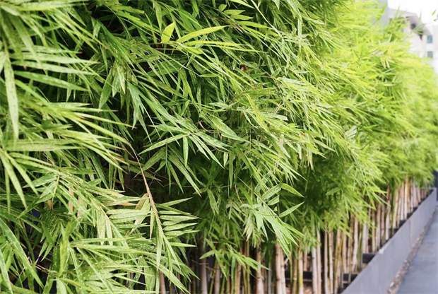 Бамбук прямой (калькуттский), декоративный, комнатный, быстрорастущий, ценная древесина 4086