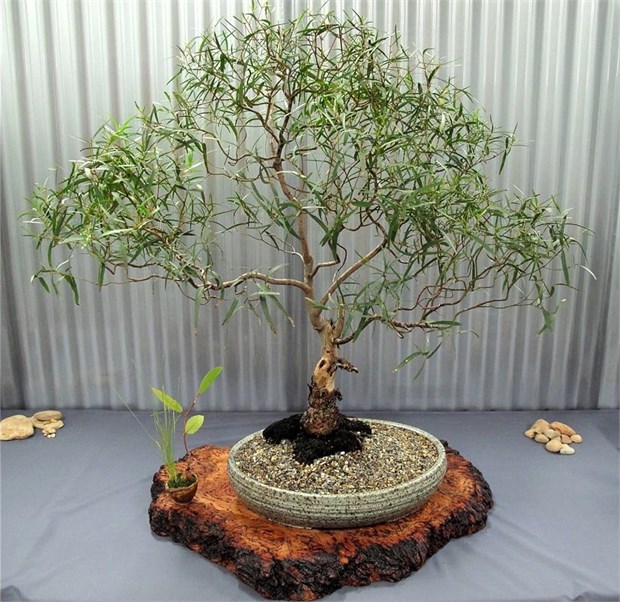 Эвкалипт Грандис, быстрорастущий, вечнозелёный, декоративный, эфиромасличный, лекарственный, ценная древесина 3969