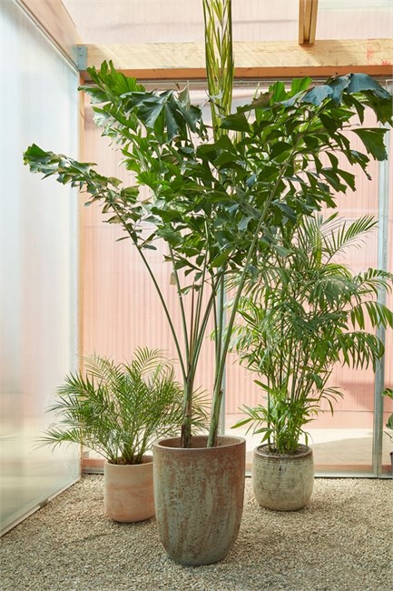 Кариота жгучая, пальма декоративная, комнатная 4091