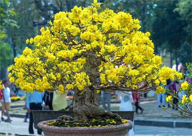 Табебуйя желтая, декоративная, ценная древесина, медонос 3822