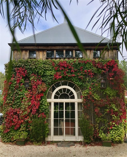 Виноград девичий пятилисточковый, морозостойкий, декоративная лиана 3131