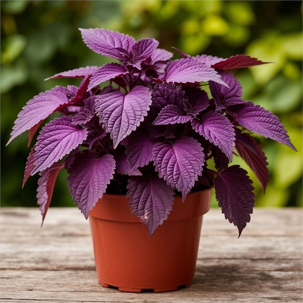 Перилла кустящаяся, фиолетовая 2205
