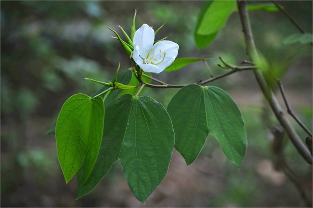 Баухиния заостренная Acuminata (белая орхидея) 4119