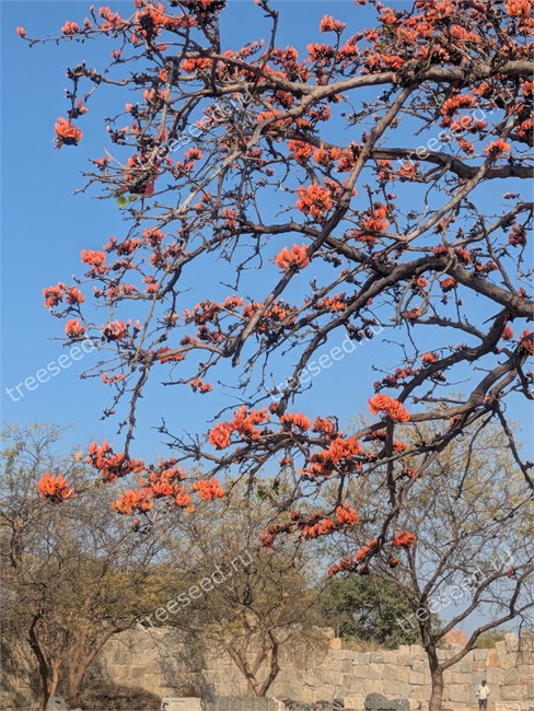 Спатодея (Африканское тюльпанное дерево) 4125