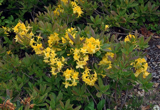 Рододендрон желтый Luteum, морозостойкий, вечнозеленый, декоративный кустарник, бонсай - фото 5121