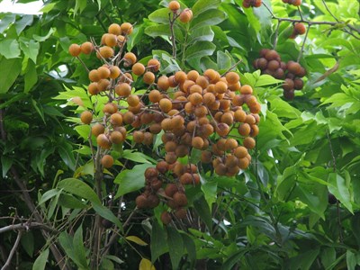 Сапиндус Мыльный (Мыльное дерево), декоративный, лекарственный - фото 5544