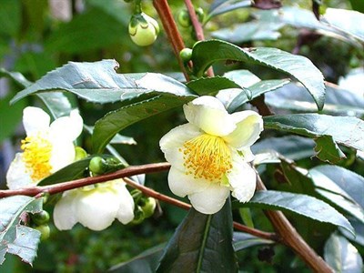 Камелия китайская (чайный куст), вечнозеленая, декоративная ...