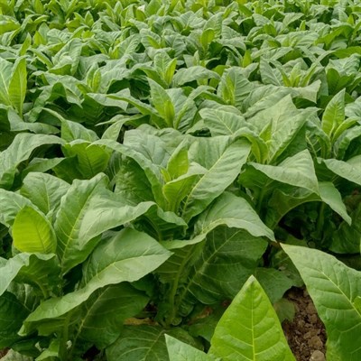 Табак Вирджиния 202, самый распространенный сорт, минимального количества вредных смол, сладковатый вкус, фруктовый аромат - фото 6301