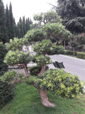 Подокарпус крупнолистный (мармеладное дерево), вечнозеленое, съедобное, лекарственное, ценная древесина, бонсай - фото 6505