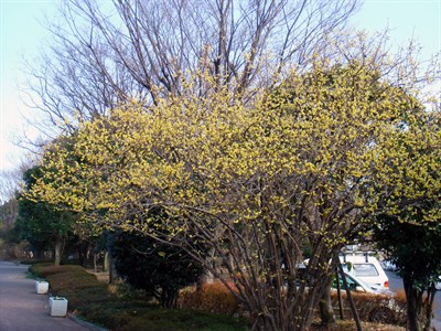 Химонант (зимноцвет) ранний желтый, декоративный кустарник, медонос - фото 6749