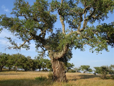 Дуб пробковый, вечнозеленый, декоративный, бонсай 3242
