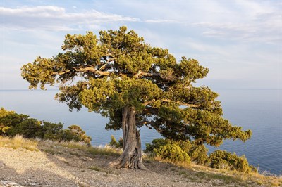 Сосна крымская, морозостойкая, декоративная, эфиромасличная, лекарственная, ценная древесина 1970 - фото 6887