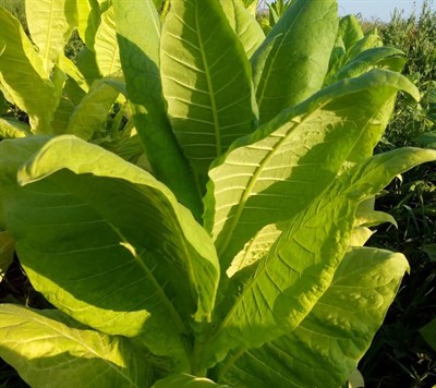 Табак Юбилейный новый 142, высокоурожайный, пониженное содержание никотина до 2% - фото 7021