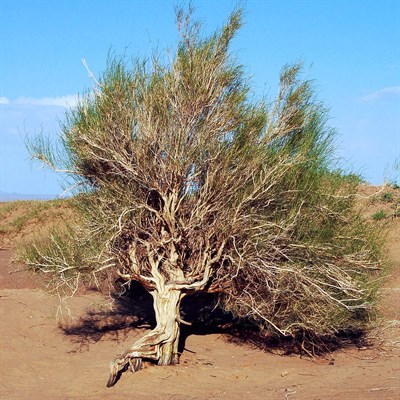 Саксаул зайсанский, засухоустойчивый, пескозащитное заграждение, кормовое - фото 7123