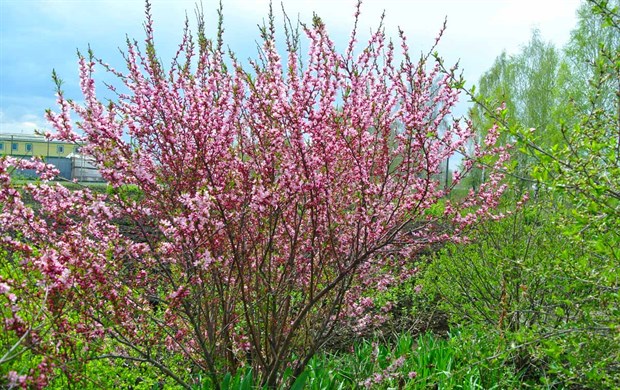 Миндаль степной (бобовник), морозостойкий, декоративный, эфиромасличный ...