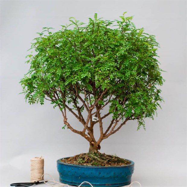 Сычуаньский перец (Зантоксилум), вечнозеленый, съедобный, бонсай - фото 8671