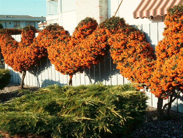 Пираканта Шарлаховая, оранжевая, вечнозеленая, медонос, живая изгородь, кадочное, бонсай - фото 8911
