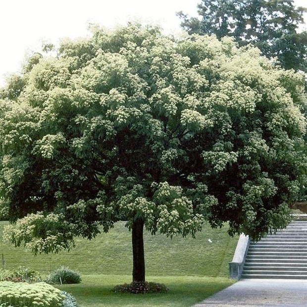 Эводия Даниэля (пчелиное дерево), морозостойкая, медонос - фото 9171