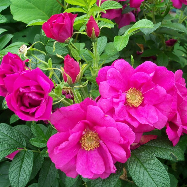 Роза ругоза (морщинистая), шиповник, зимостойкая, декоративная, съедобная, лекарственная, живая изгородь - фото 9259