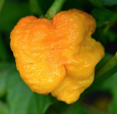 Перец 7 Pot Congo Giant Yellow, многолетний, крупный, сладкий вкус, острота 800000 - 1000000 по Сковиллу - фото 9433