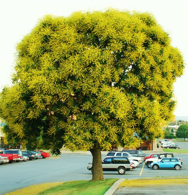 Кельрейтерия метельчатая (мыльное дерево) - фото 9445