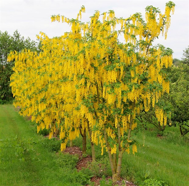 Кустарник миндаль медонос