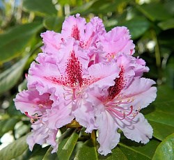 Рододендрон краснеющий Erubescens, морозостойкий, вечнозеленый, декоративный кустарник, бонсай - фото 9560