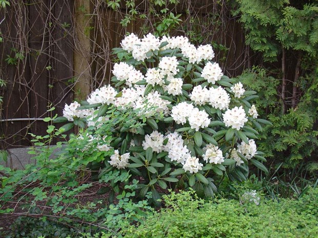 Рододендрон Гиперитрум Hyperythrum, морозостойкий, вечнозеленый, декоративный кустарник, бонсай - фото 9571