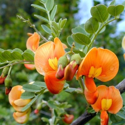 Пузырник с оранжевыми цветками, морозостойкий, декоративный кустарник - фото 9660