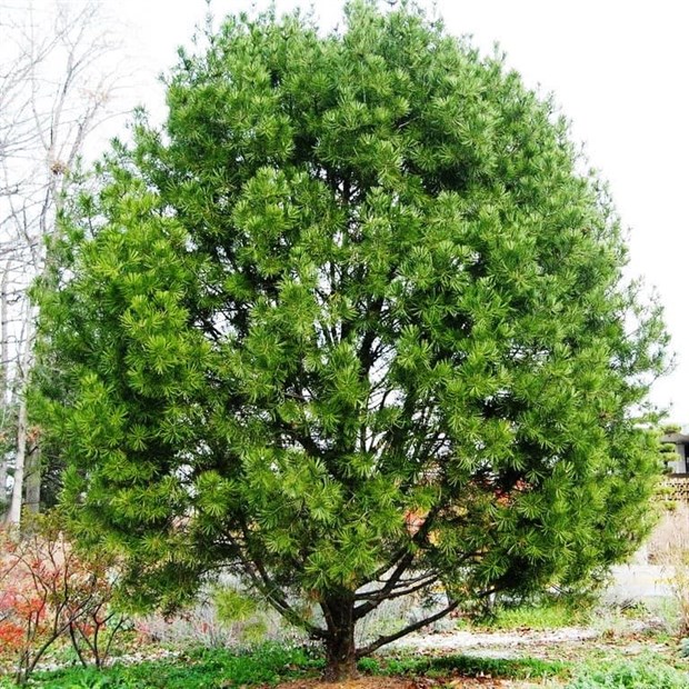 Сосна Бунге, морозостойкая, вечнозеленая, декоративная, долгожитель, священное дерево, бонсай - фото 9721
