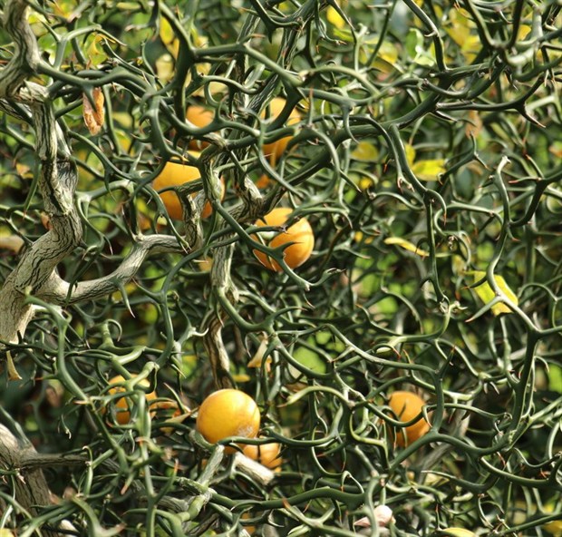 Понцирус трёхлисточковый (дикий лимон), съедобный, подвой для цитрусовых, декоративный, живая изгородь, медонос, комнатное, кадочное, бонсай - фото 9889
