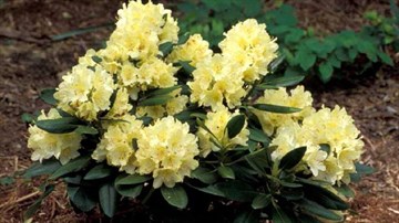 Рододендрон желтеющий (Lutescens), морозостойкий, вечнозеленый, декоративный кустарник, бонсай