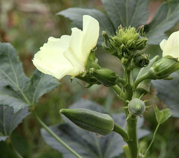 Бамия темная, диетическая 3582