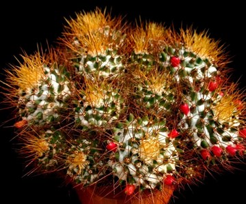 Кактус Маммилярия Снежная (Mammillaria nivosa), быстрорастущий, декоративный, комнатный