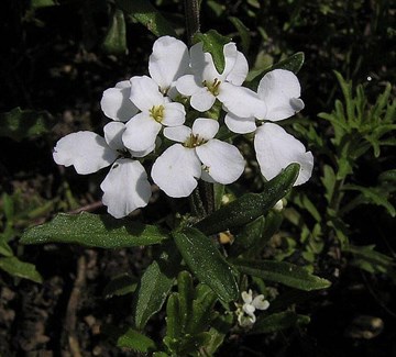 Цветок иберис – посадка, уход, выращивание из семян, когда сажать