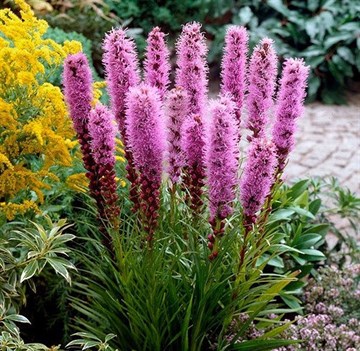 Лиатрис Колосковый, декоративный цветок, зимостойкий, многолетний, сухоцвет, медонос