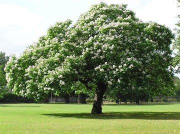Катальпа великолепная (прекрасная), морозостойкая, декоративное дерево, медонос