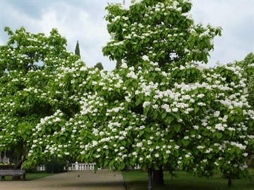 Катальпа великолепная (прекрасная), морозостойкая, декоративное дерево, медонос 2323