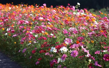 Полевые цветы серии «Цветочное путешествие» (10 видов), декоративные, карликовые
