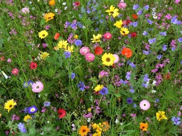 Полевые цветы серии South Beauty-Suoth typ (10 видов), декоративные, карликовые, поочередное насыщенное цветение