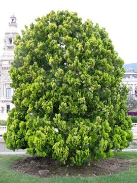 Туя (Биота) восточная, морозостойкая, вечнозеленая, декоративная, эфиромасличная, лекарственная, ценная древесина, долгожитель, священное дерево, живая изгородь, топиар