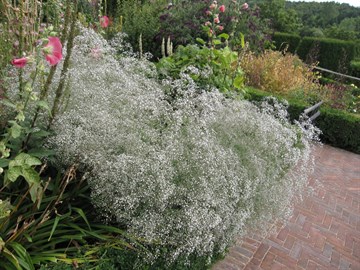 Гипсофила (качим) метельчатая, многолетняя, морозостойкая, декоративные цветы