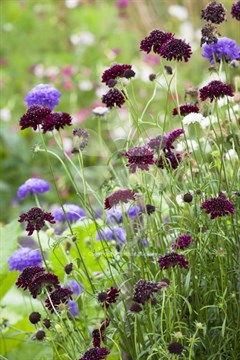 Скабиоза махровая пурпурная, декоративные цветы