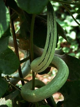 Трихозант змеевидный (тыква), съедобный, декоративная лиана, лекарственный